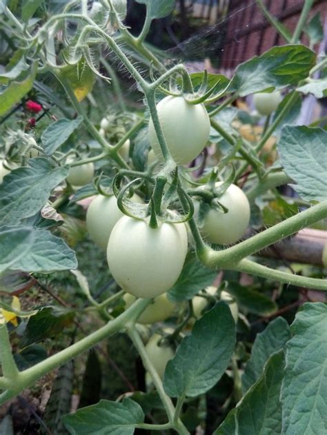 kamatis planting guide|Kamatis Planting Guide (Natural na .